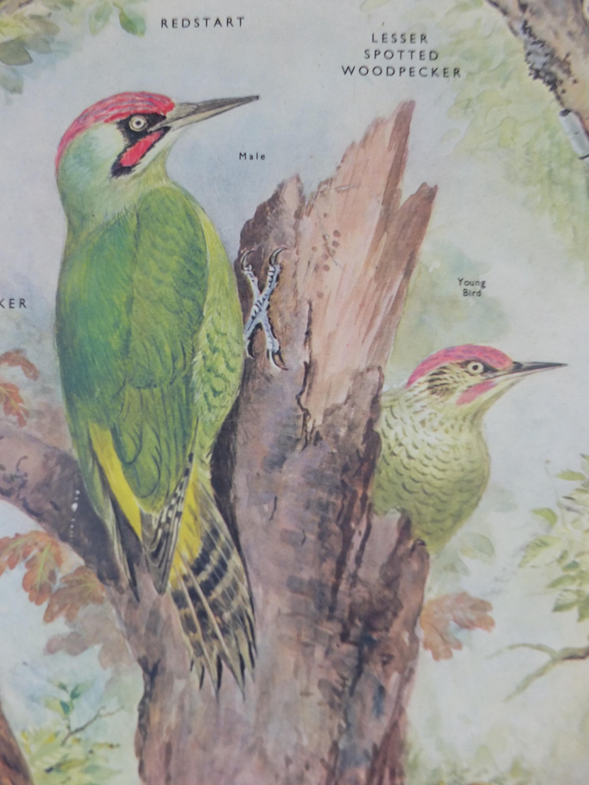 Macmillan Birds Poster, Green Woodpecker Redstart Nightingale Nightjar, Nature Educational print, wall art decor ornithology 1950s