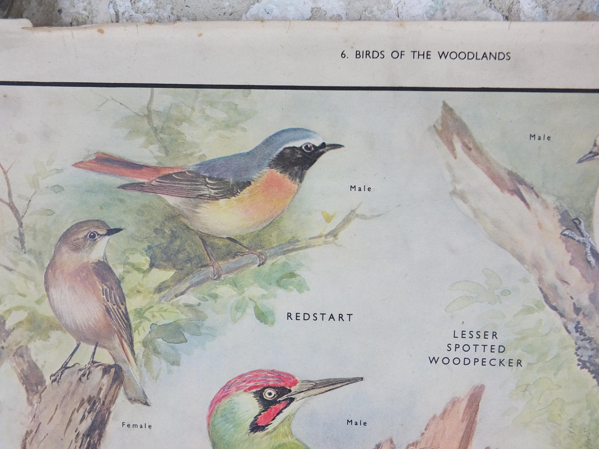 Macmillan Birds Poster, Green Woodpecker Redstart Nightingale Nightjar, Nature Educational print, wall art decor ornithology 1950s