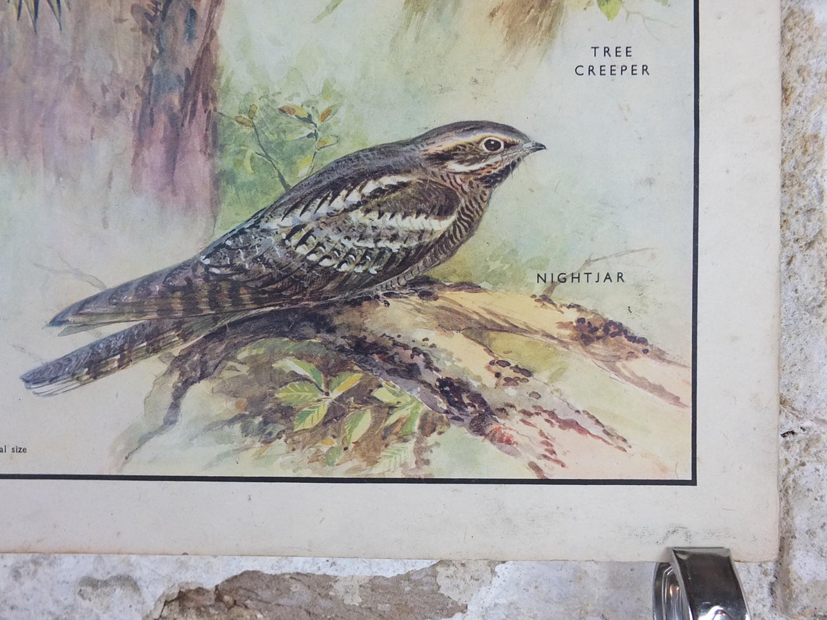 Macmillan Birds Poster, Green Woodpecker Redstart Nightingale Nightjar, Nature Educational print, wall art decor ornithology 1950s