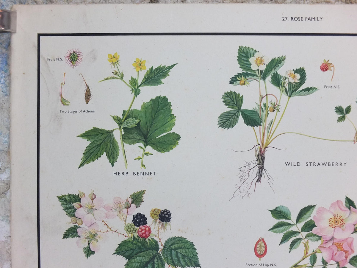 Macmillan Rose Family Poster, Dog Rose, Agrimony, Bramble, Crab Apple, Educational print wall art Nature biology botany botanical 1950s