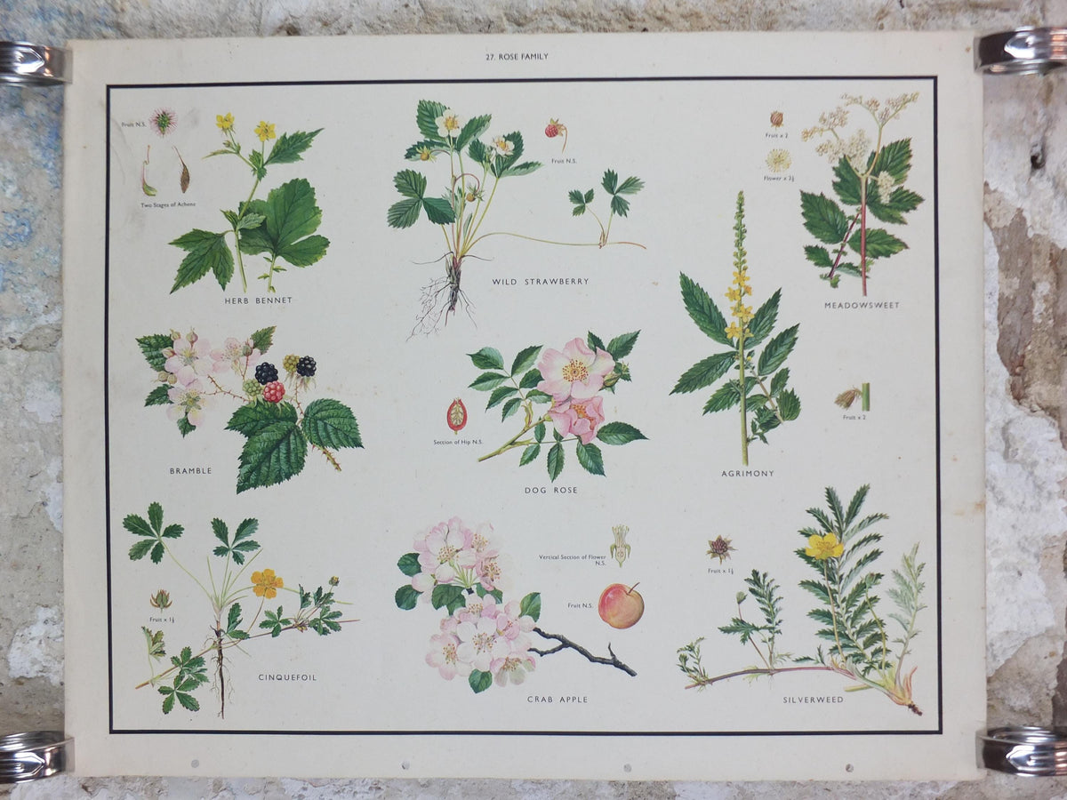 Macmillan Rose Family Poster, Dog Rose, Agrimony, Bramble, Crab Apple, Educational print wall art Nature biology botany botanical 1950s