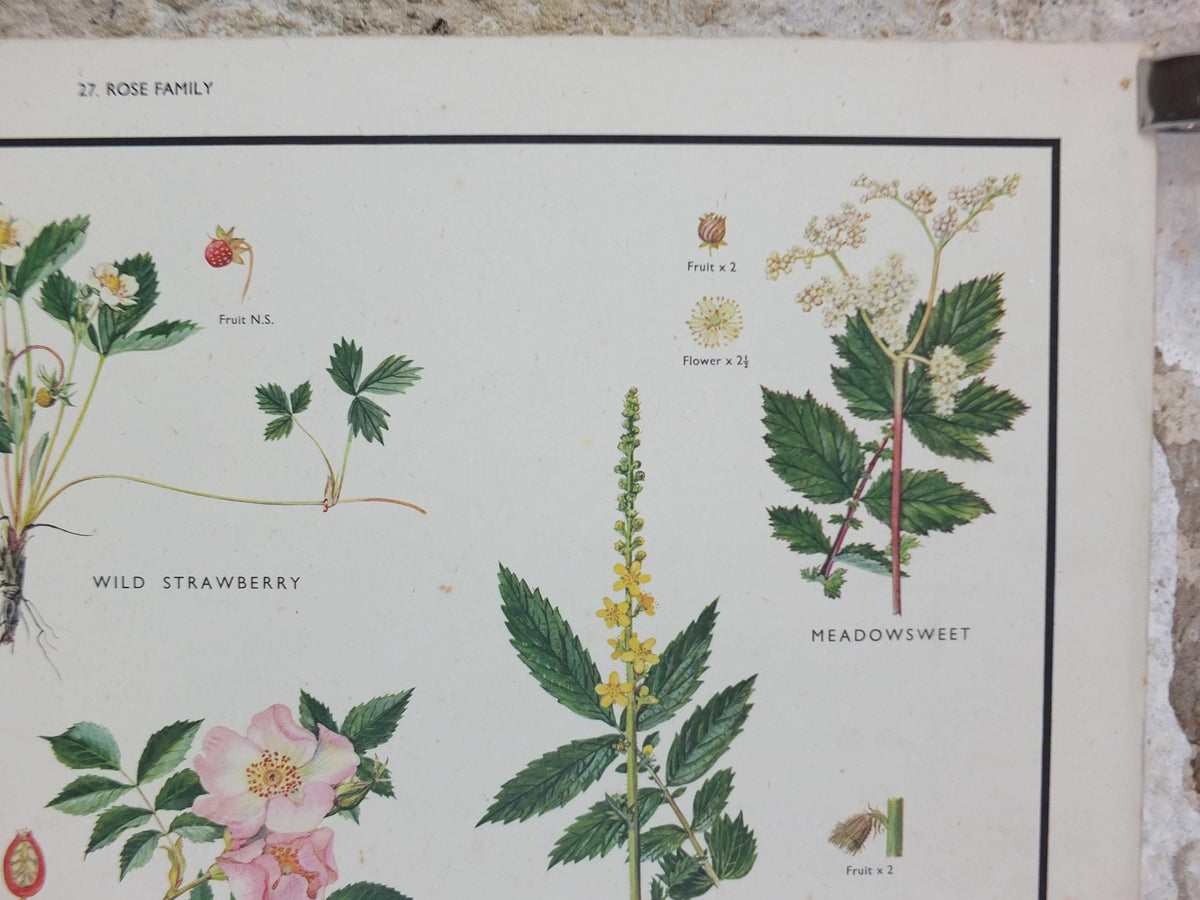 Macmillan Rose Family Poster, Dog Rose, Agrimony, Bramble, Crab Apple, Educational print wall art Nature biology botany botanical 1950s