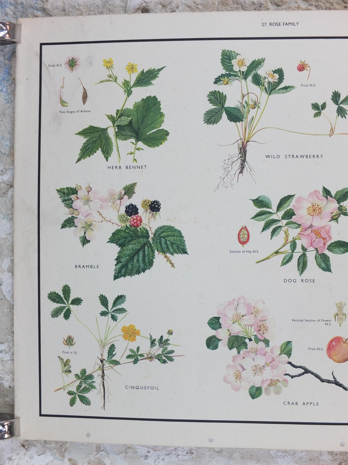 Macmillan Rose Family Poster, Dog Rose, Agrimony, Bramble, Crab Apple, Educational print wall art Nature biology botany botanical 1950s