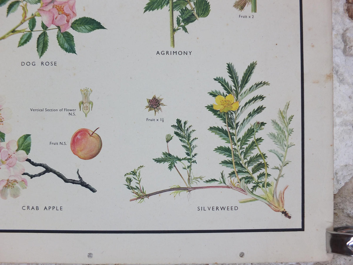 Macmillan Rose Family Poster, Dog Rose, Agrimony, Bramble, Crab Apple, Educational print wall art Nature biology botany botanical 1950s