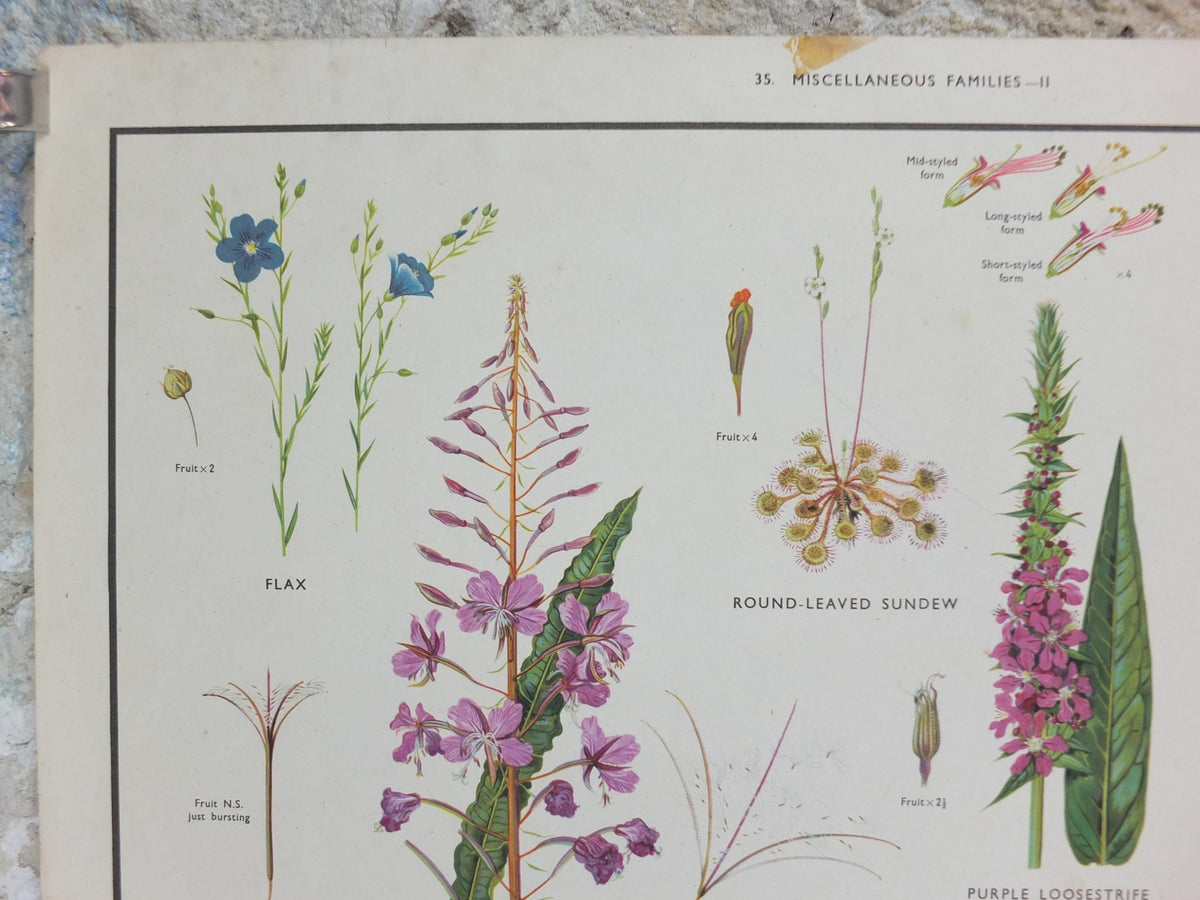 Macmillan Figwort Family Poster, Foxglove, Toadflax, Figwort, Eyebright, Educational print wall art Nature biology botany botanical 1950s
