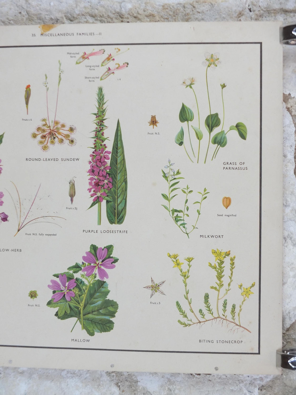 Macmillan Figwort Family Poster, Foxglove, Toadflax, Figwort, Eyebright, Educational print wall art Nature biology botany botanical 1950s
