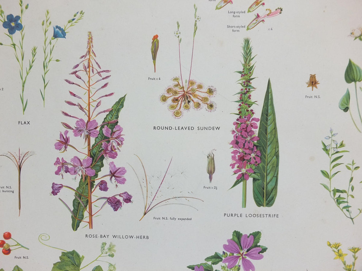 Macmillan Figwort Family Poster, Foxglove, Toadflax, Figwort, Eyebright, Educational print wall art Nature biology botany botanical 1950s