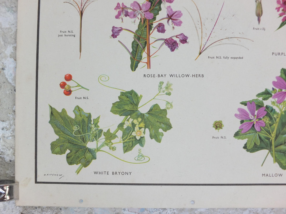 Macmillan Figwort Family Poster, Foxglove, Toadflax, Figwort, Eyebright, Educational print wall art Nature biology botany botanical 1950s
