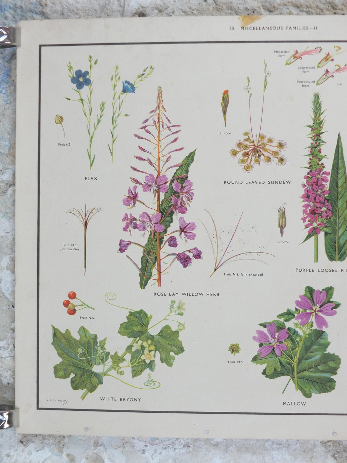 Macmillan Wildflowers Poster, Sundew, Mallow, Flax, Milkwort, White Bryony, Educational print wall art Nature biology botany botanical 1950s
