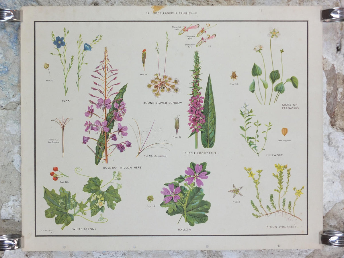 Macmillan Wildflowers Poster, Sundew, Mallow, Flax, Milkwort, White Bryony, Educational print wall art Nature biology botany botanical 1950s
