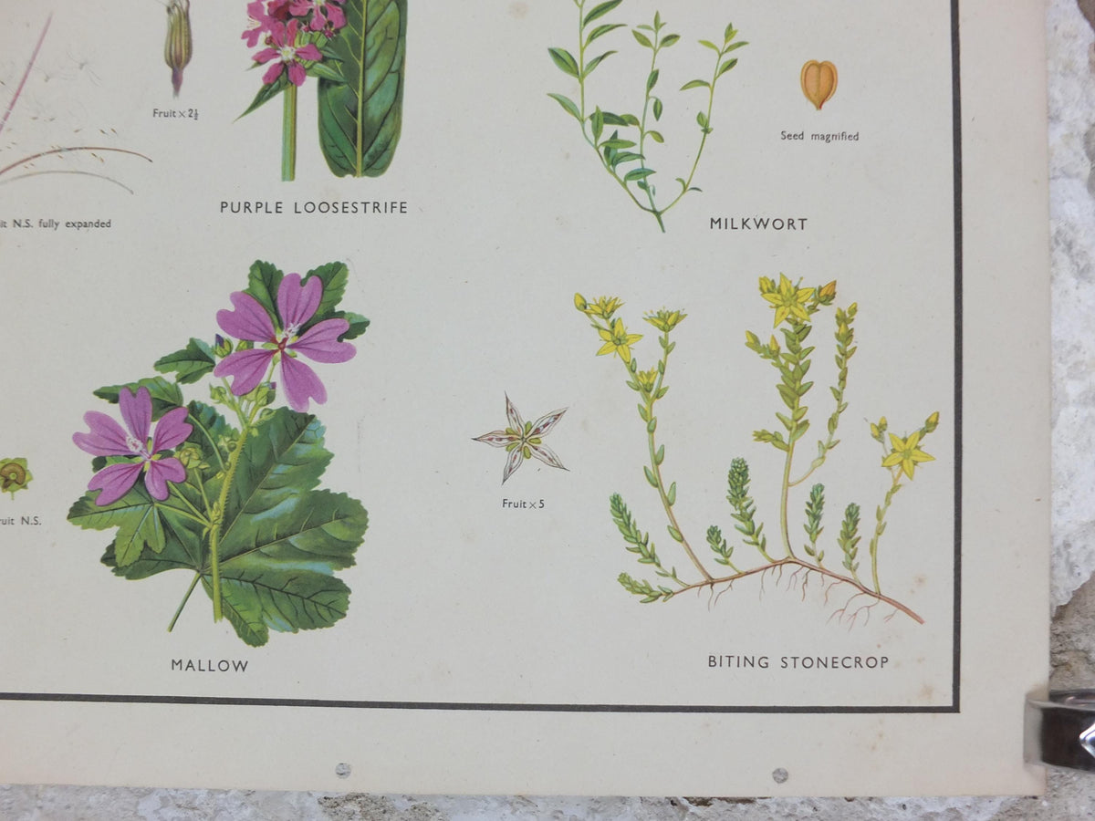 Macmillan Wildflowers Poster, Sundew, Mallow, Flax, Milkwort, White Bryony, Educational print wall art Nature biology botany botanical 1950s