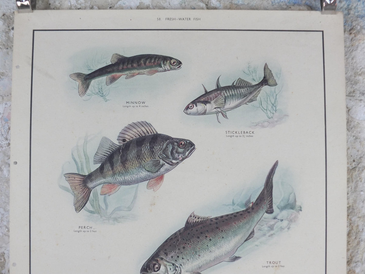 Macmillan Fresh Water Fish Poster, Trout, Perch, Minnow, Stickleback, Pike, Ichthyology, Nature Educational print wall art 1950s