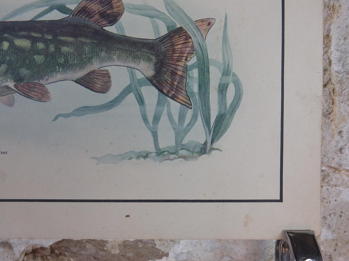 Macmillan Fresh Water Fish Poster, Trout, Perch, Minnow, Stickleback, Pike, Ichthyology, Nature Educational print wall art 1950s