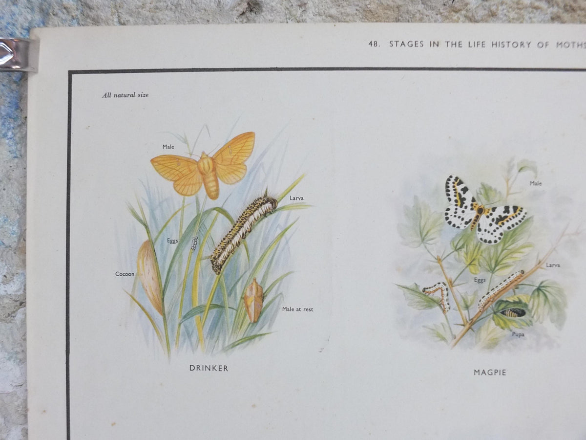 Macmillan Moths Poster, Drinker, Magpie, Brimstone, Lappet, Scarlett Tiger, Privet Hawk, Nature Educational print all art 1950s