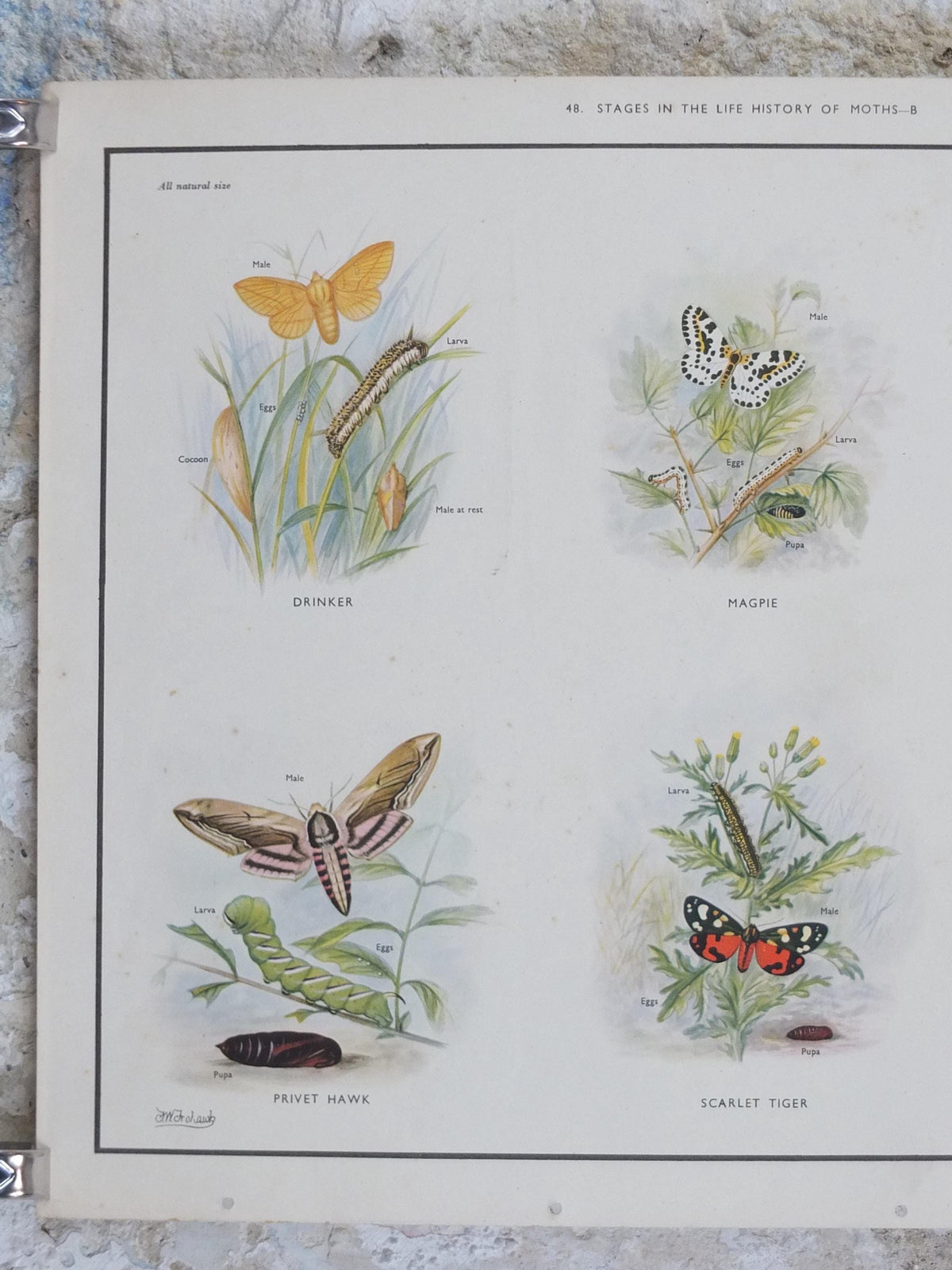 Macmillan Moths Poster, Drinker, Magpie, Brimstone, Lappet, Scarlett Tiger, Privet Hawk, Nature Educational print all art 1950s