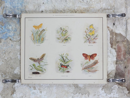 Macmillan Moths Poster, Drinker, Magpie, Brimstone, Lappet, Scarlett Tiger, Privet Hawk, Nature Educational print all art 1950s