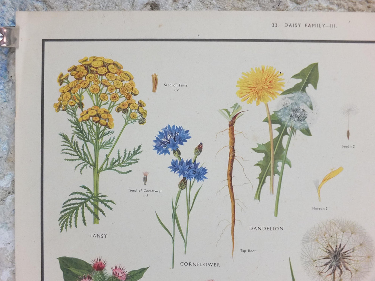 Macmillan Wild Flowers Daisy Poster, Dandelion, Cornflower, Burdock, Goats Beard, Educational print wall art Nature botany botanical 1950s