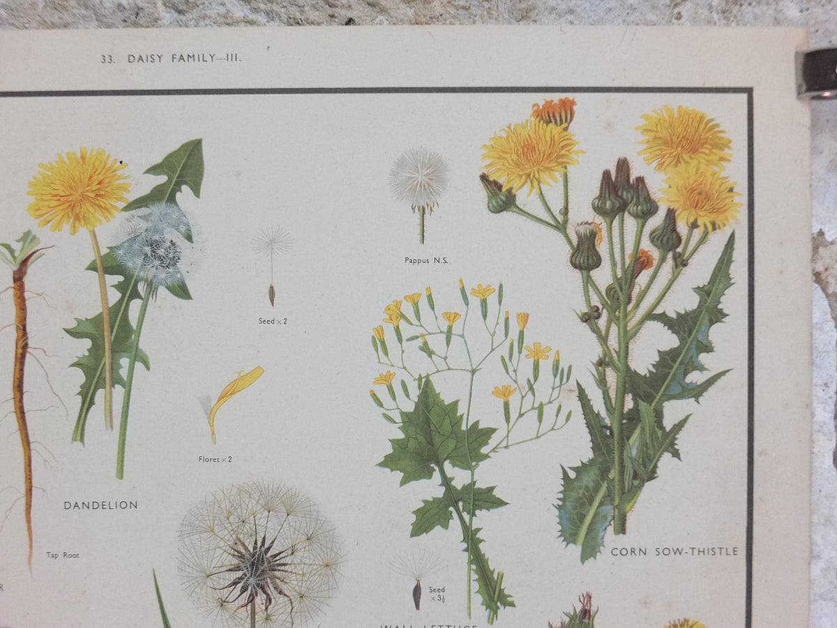 Macmillan Wild Flowers Daisy Poster, Dandelion, Cornflower, Burdock, Goats Beard, Educational print wall art Nature botany botanical 1950s