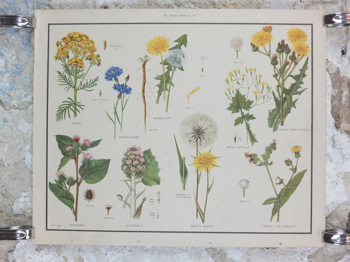 Macmillan Wild Flowers Daisy Poster, Dandelion, Cornflower, Burdock, Goats Beard, Educational print wall art Nature botany botanical 1950s