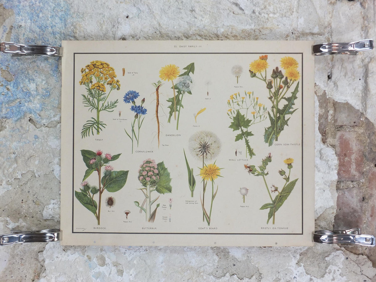 Macmillan Wild Flowers Daisy Poster, Dandelion, Cornflower, Burdock, Goats Beard, Educational print wall art Nature botany botanical 1950s