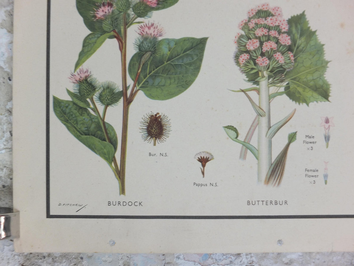 Macmillan Wild Flowers Daisy Poster, Dandelion, Cornflower, Burdock, Goats Beard, Educational print wall art Nature botany botanical 1950s