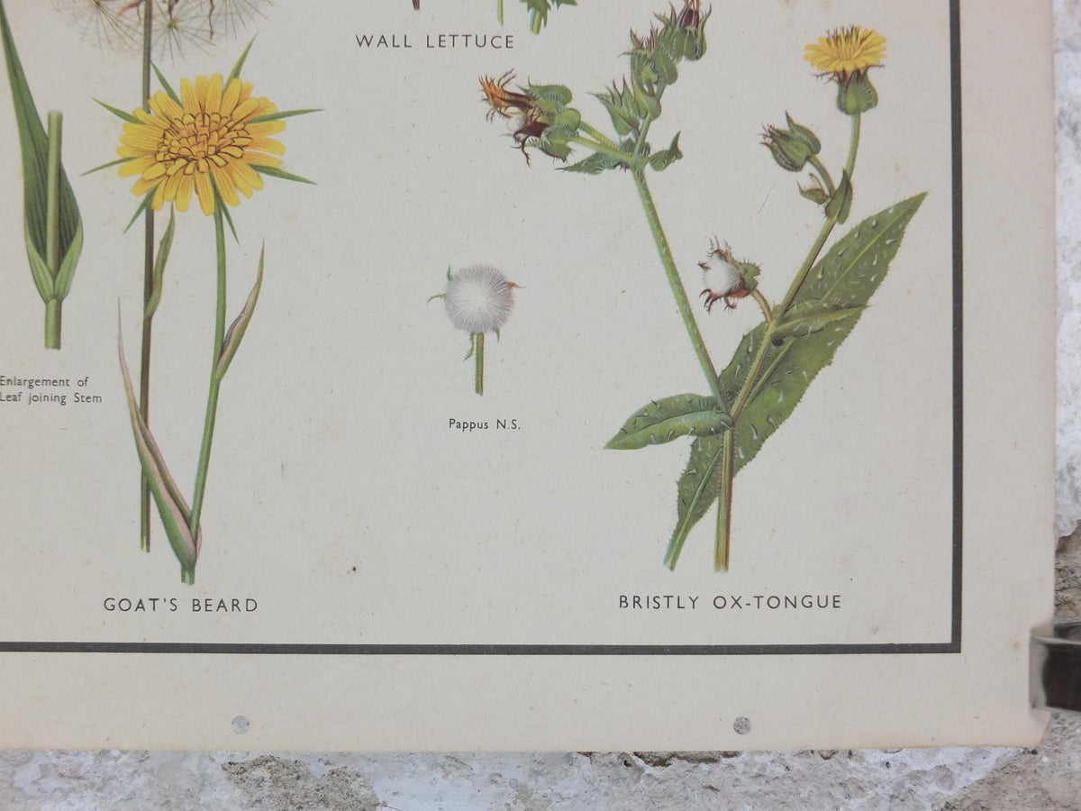 Macmillan Wild Flowers Daisy Poster, Dandelion, Cornflower, Burdock, Goats Beard, Educational print wall art Nature botany botanical 1950s