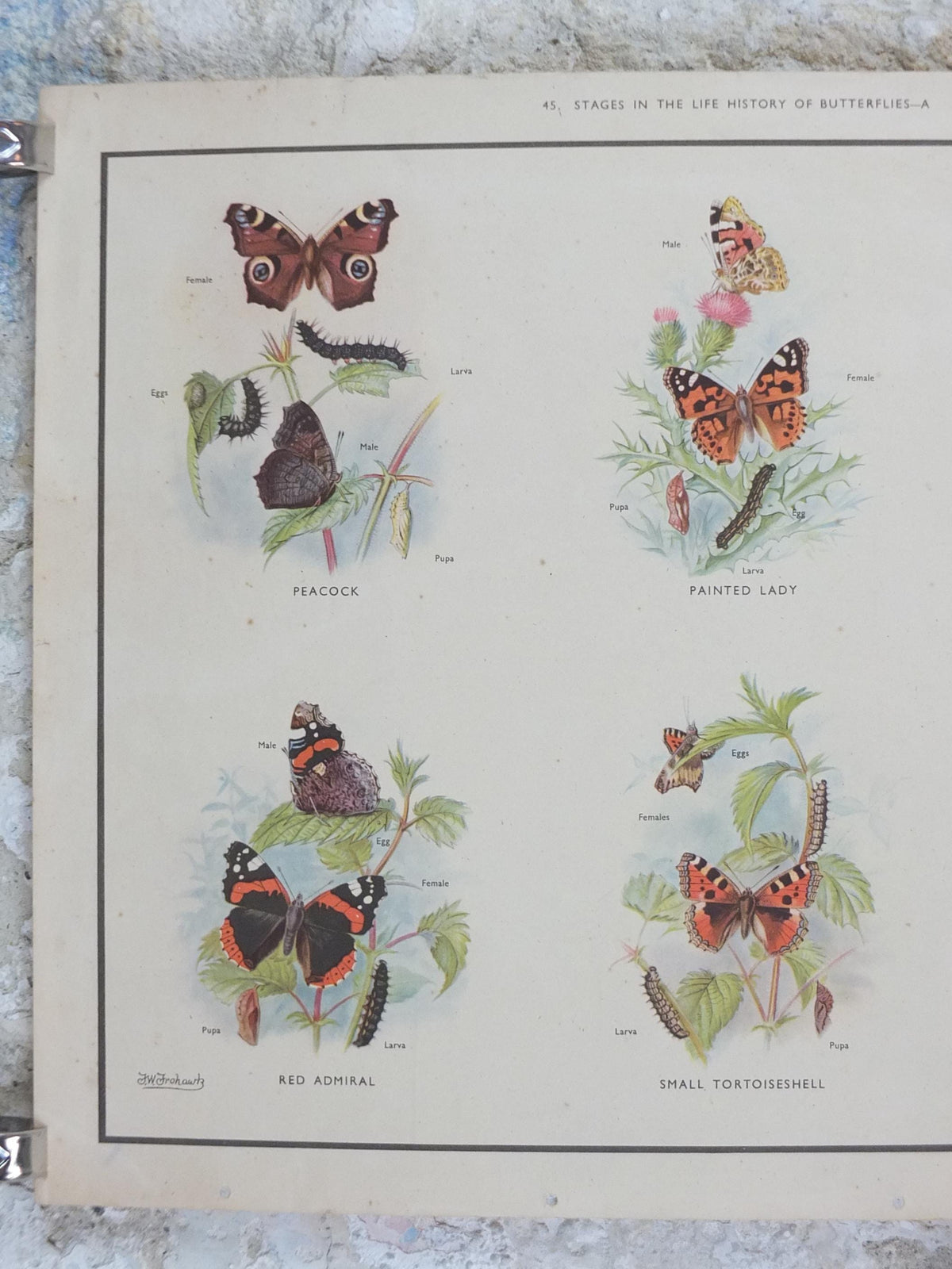 Macmillan Butterflies Poster, Peacock, Painted Lady, Common Blue, Red Admiral, Meadow Brown, Nature Educational print all art 1950s