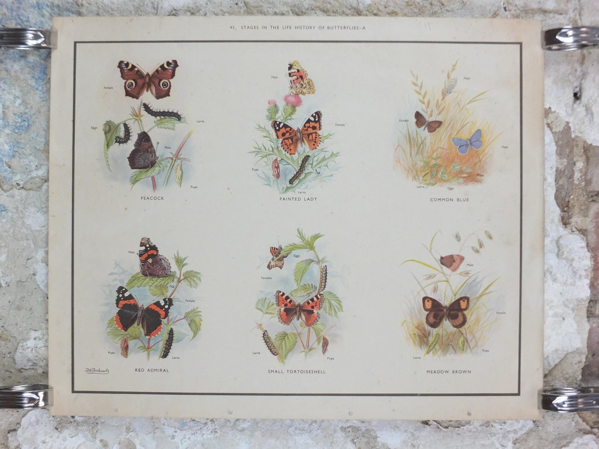 Macmillan Butterflies Poster, Peacock Painted Lady, Common Blue, Red Admiral, Meadow Brown, Nature Educational print all art 1950s