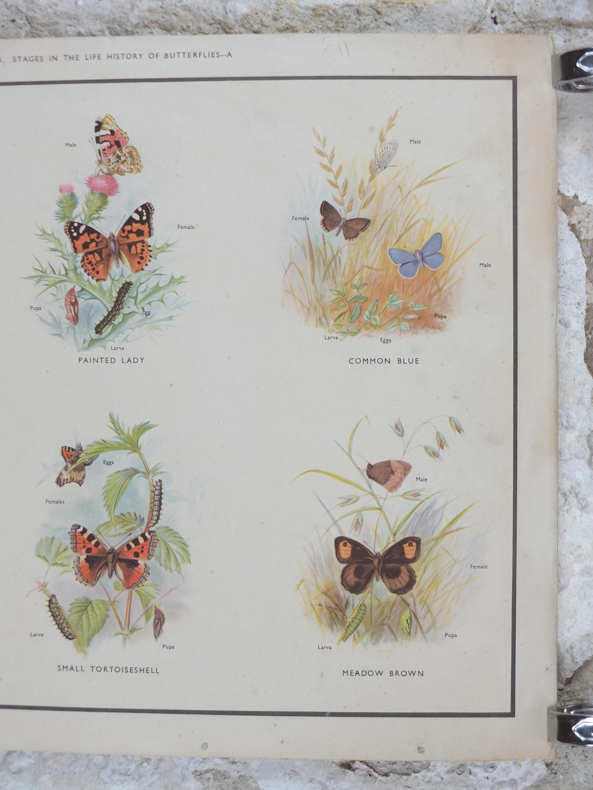 Macmillan Butterflies Poster, Peacock, Painted Lady, Common Blue, Red Admiral, Meadow Brown, Nature Educational print all art 1950s