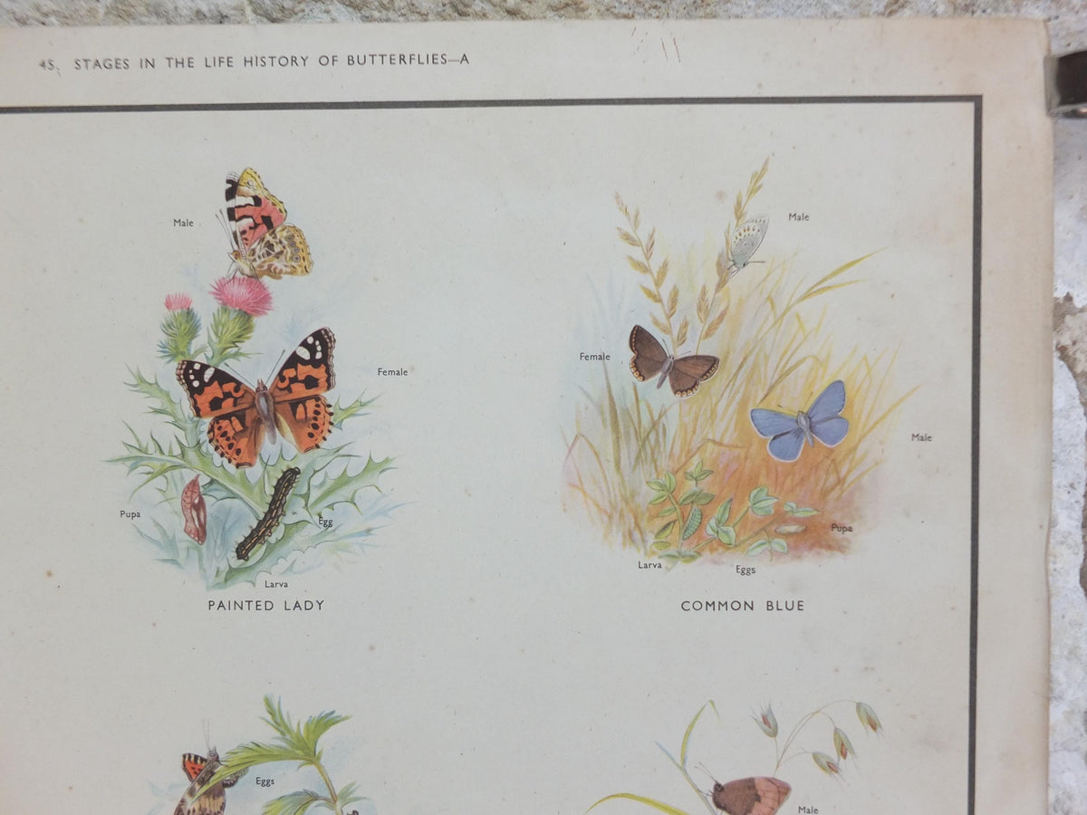 Macmillan Butterflies Poster, Peacock, Painted Lady, Common Blue, Red Admiral, Meadow Brown, Nature Educational print all art 1950s