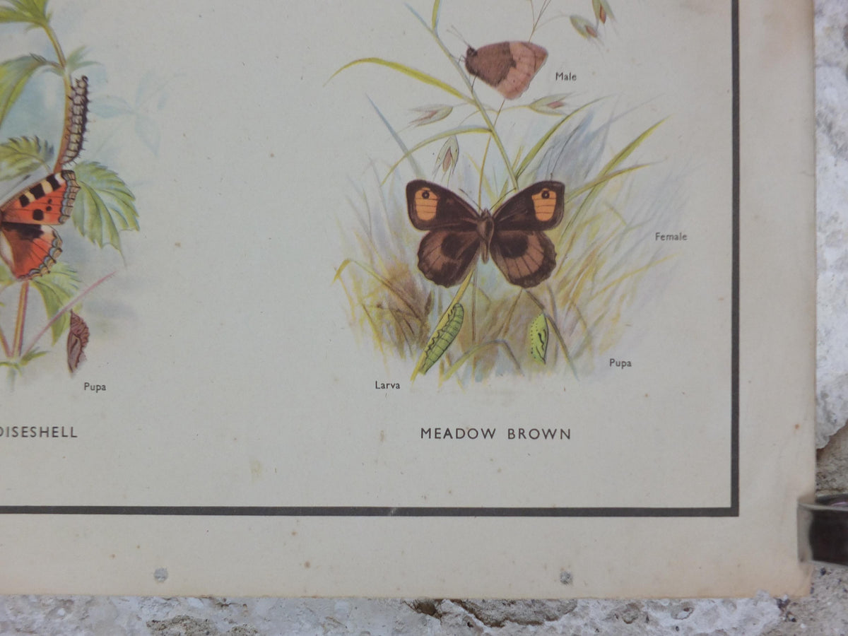 Macmillan Butterflies Poster, Peacock, Painted Lady, Common Blue, Red Admiral, Meadow Brown, Nature Educational print all art 1950s