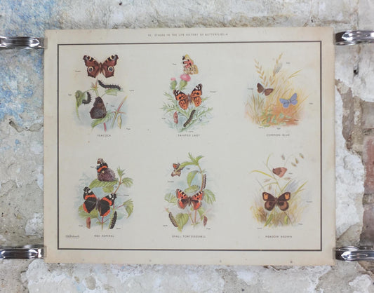 Macmillan Butterflies Poster, Peacock, Painted Lady, Common Blue, Red Admiral, Meadow Brown, Nature Educational print all art 1950s
