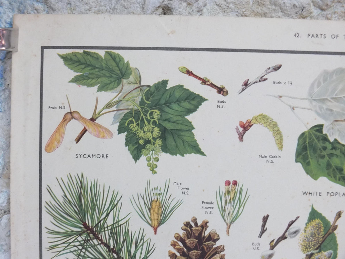 Macmillan Parts of Trees Poster, Sycamore, Yew, Pine, Aspen, Juniper, Holly, Educational, print wall art Nature botany botanical 1950s