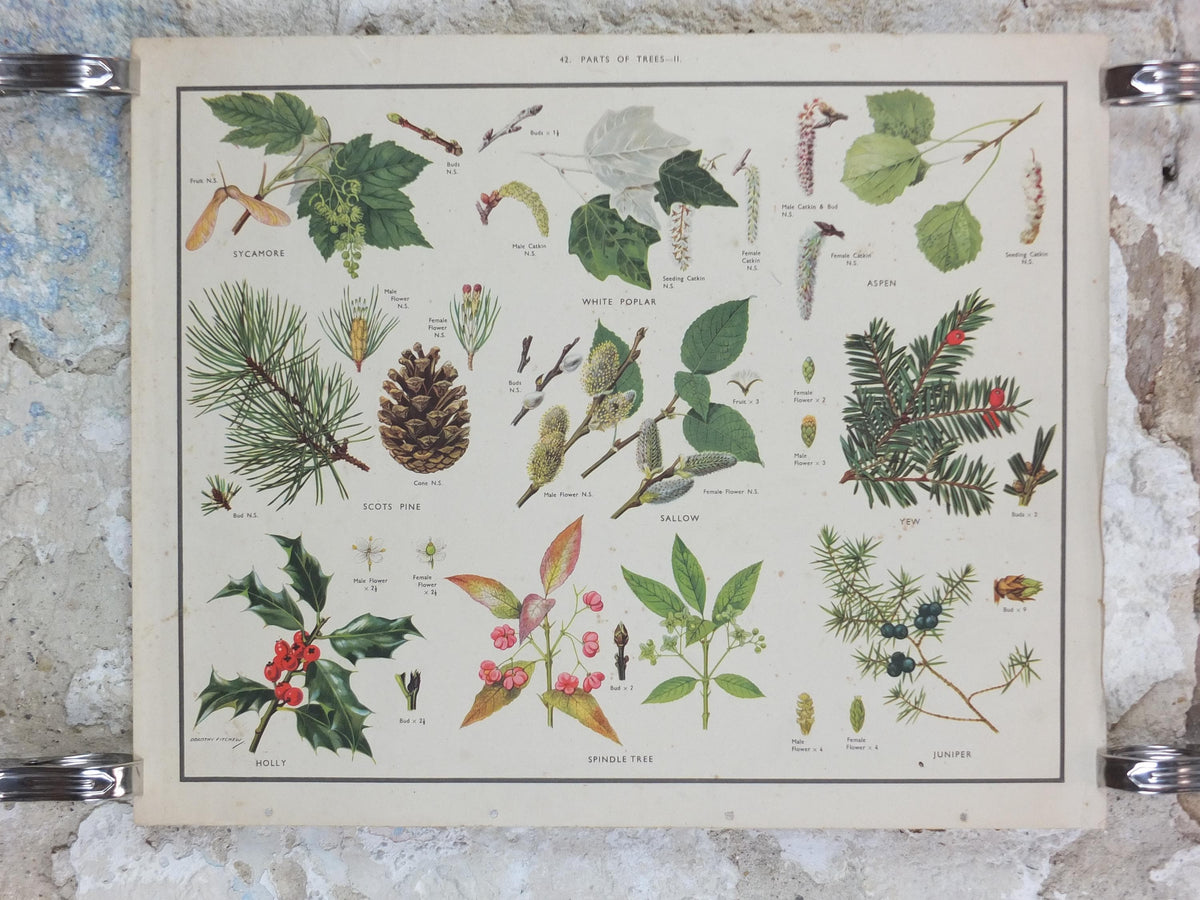 Macmillan Parts of Trees Poster, Sycamore, Yew, Pine, Aspen, Juniper, Holly, Educational, print wall art Nature botany botanical 1950s