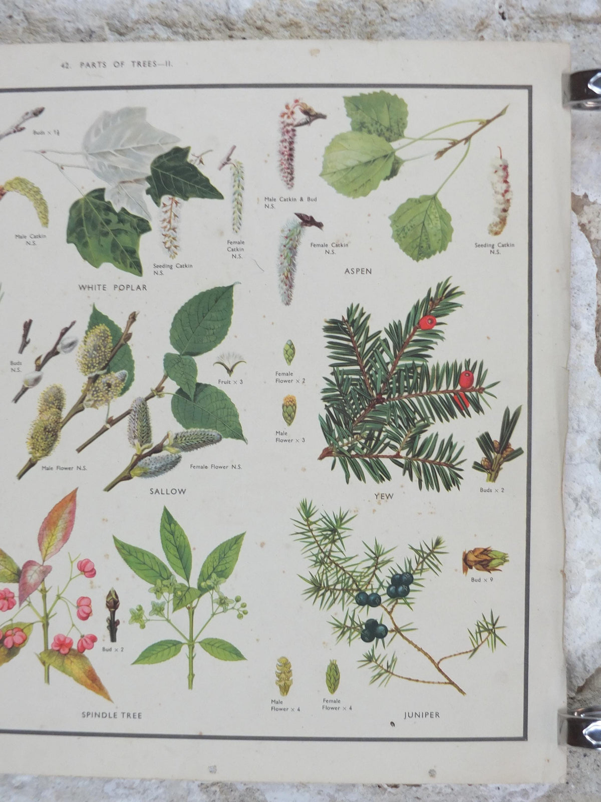 Macmillan Parts of Trees Poster, Sycamore, Yew, Pine, Aspen, Juniper, Holly, Educational, print wall art Nature botany botanical 1950s