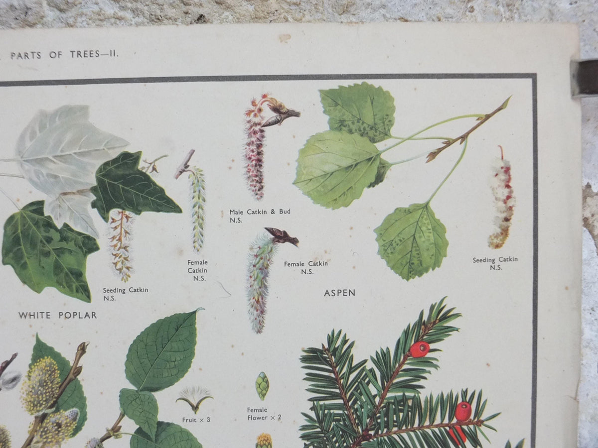 Macmillan Parts of Trees Poster, Sycamore, Yew, Pine, Aspen, Juniper, Holly, Educational, print wall art Nature botany botanical 1950s