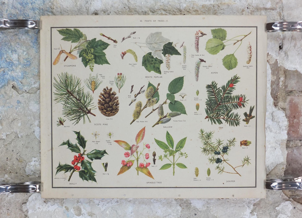 Macmillan Parts of Trees Poster, Sycamore, Yew, Pine, Aspen, Juniper, Holly, Educational, print wall art Nature botany botanical 1950s