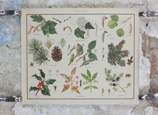 Macmillan Parts of Trees Poster, Sycamore, Yew, Pine, Aspen, Juniper, Holly, Educational, print wall art Nature botany botanical 1950s