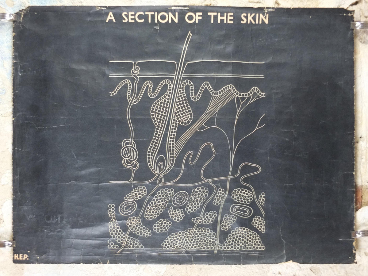 1950s A Section of Skin wall chart, Dermatology, medical, doctor art, HEP, wall art decor