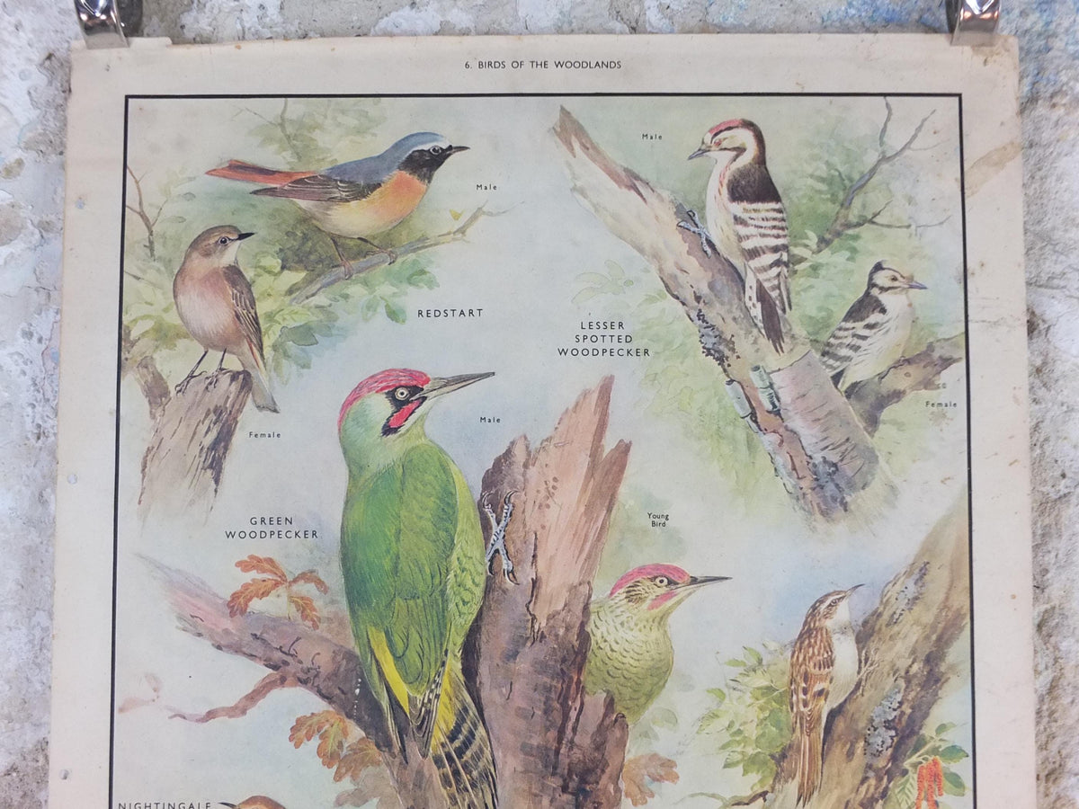 Macmillan Birds Poster, Green Woodpecker Redstart Nightingale Nightjar, Nature Educational print, wall art decor ornithology 1950s