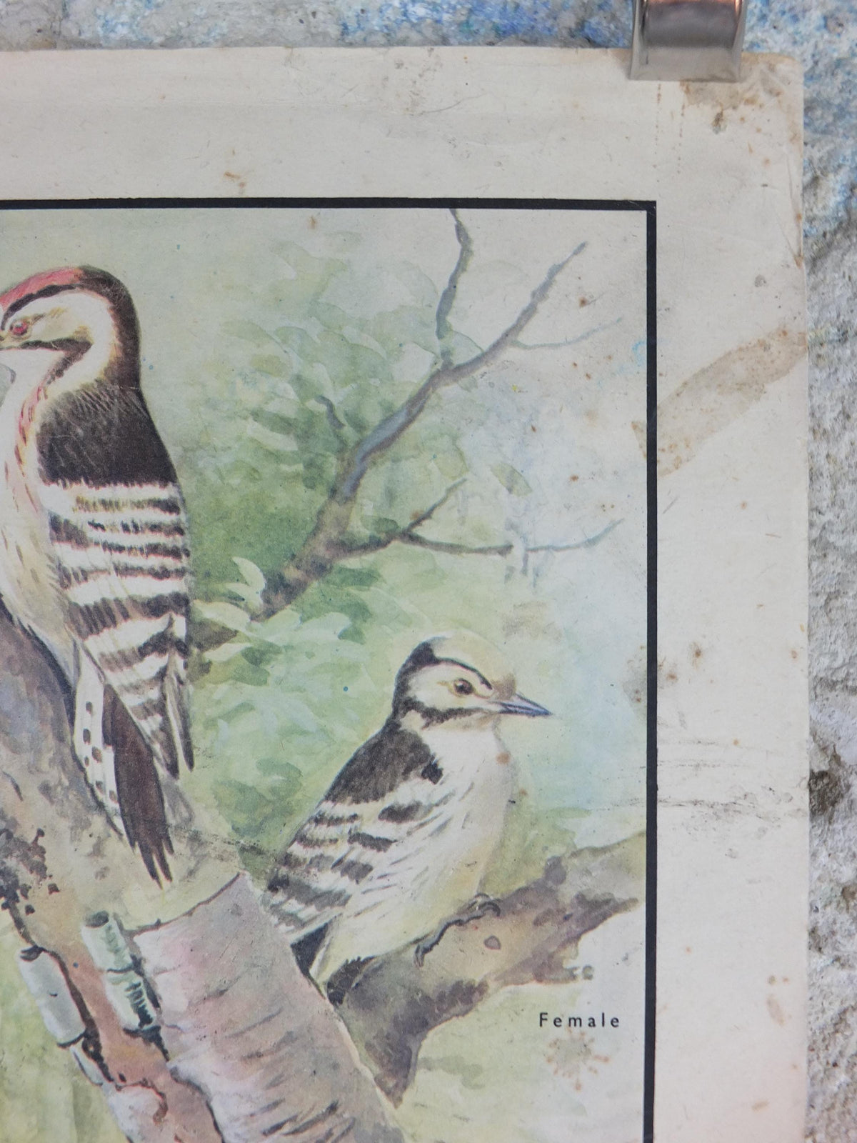 Macmillan Birds Poster, Green Woodpecker Redstart Nightingale Nightjar, Nature Educational print, wall art decor ornithology 1950s