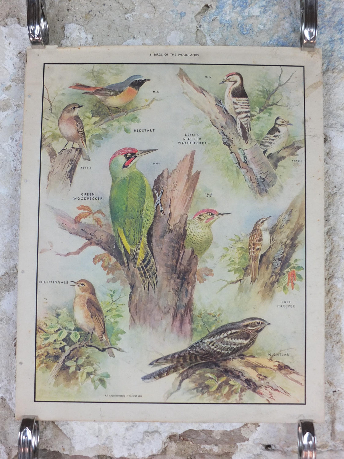 Macmillan Birds Poster, Green Woodpecker Redstart Nightingale Nightjar, Nature Educational print, wall art decor ornithology 1950s