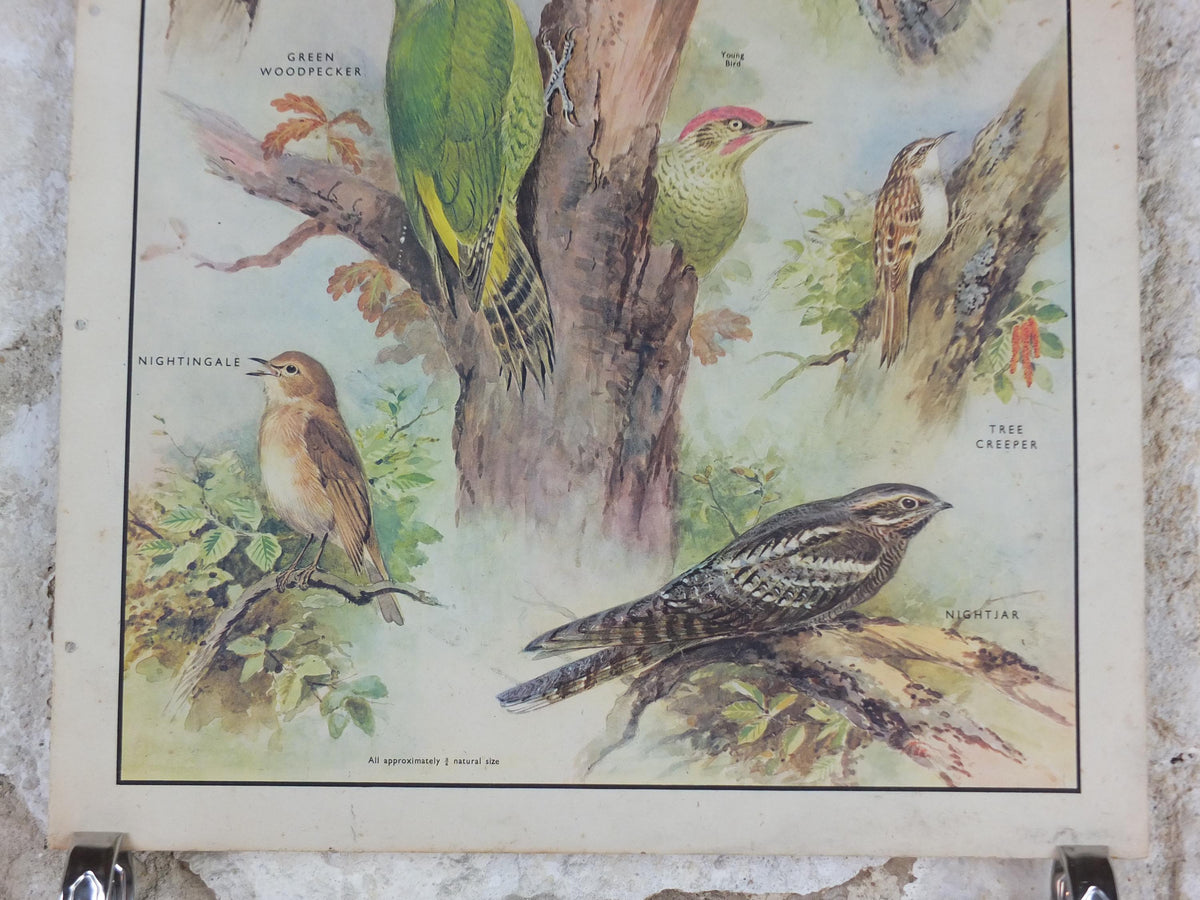 Macmillan Birds Poster, Green Woodpecker Redstart Nightingale Nightjar, Nature Educational print, wall art decor ornithology 1950s