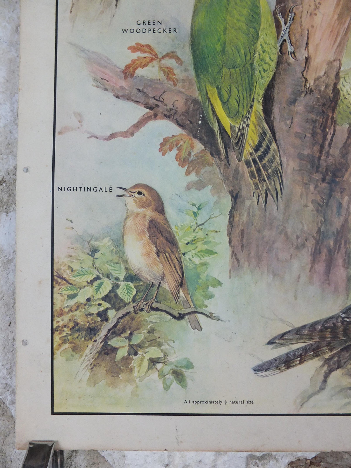 Macmillan Birds Poster, Green Woodpecker Redstart Nightingale Nightjar, Nature Educational print, wall art decor ornithology 1950s
