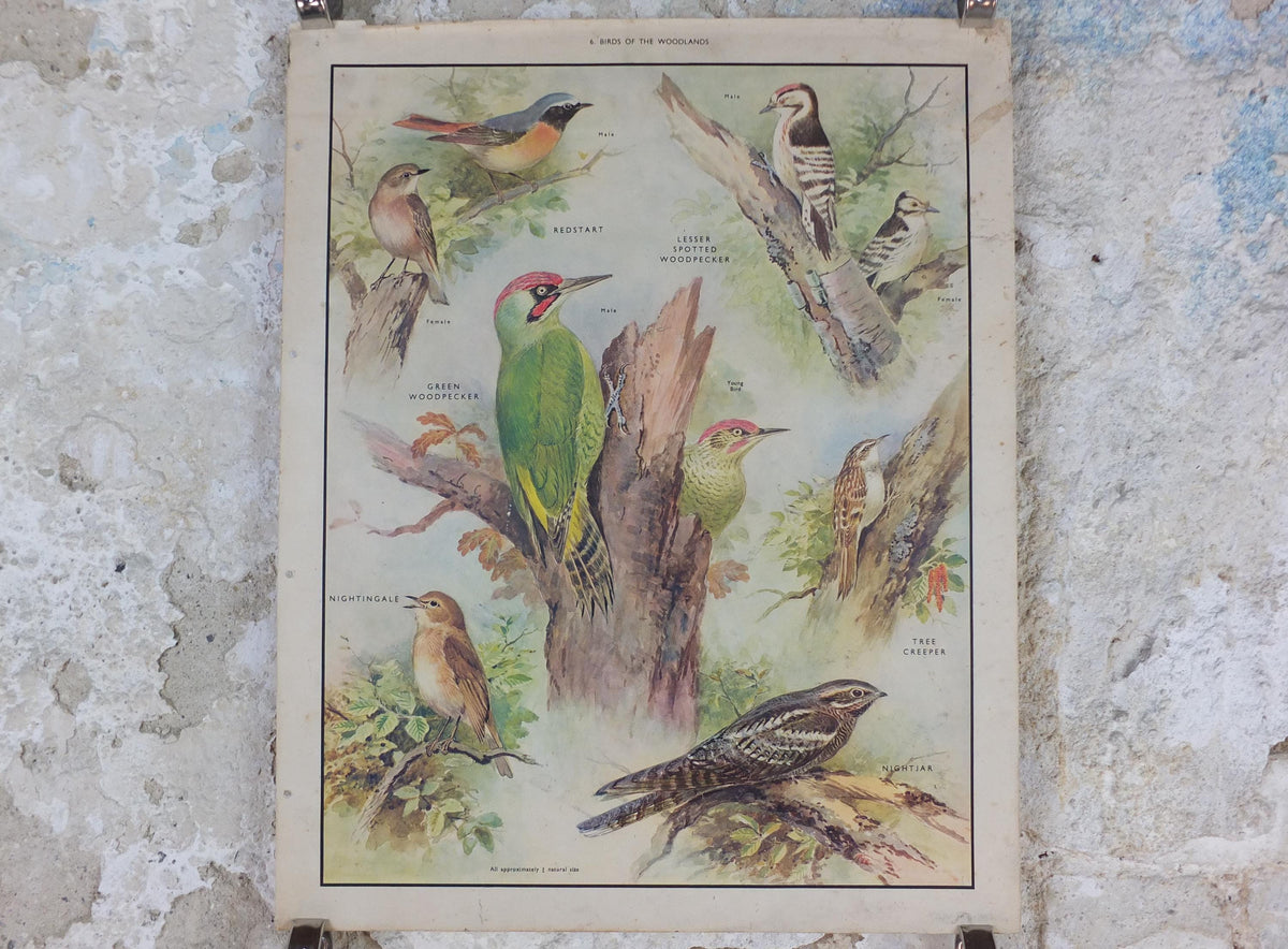 Macmillan Birds Poster, Green Woodpecker Redstart Nightingale Nightjar, Nature Educational print, wall art decor ornithology 1950s