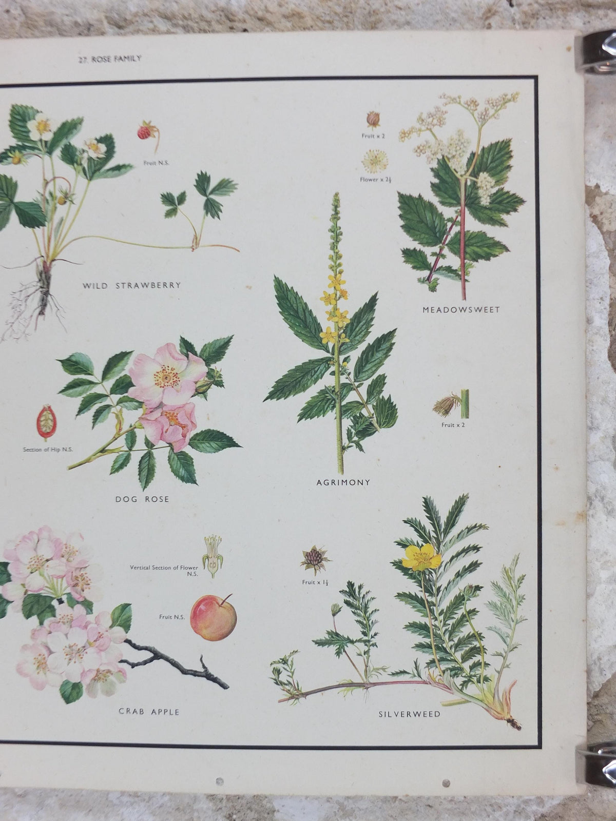 Macmillan Rose Family Poster, Dog Rose, Agrimony, Bramble, Crab Apple, Educational print wall art Nature biology botany botanical 1950s