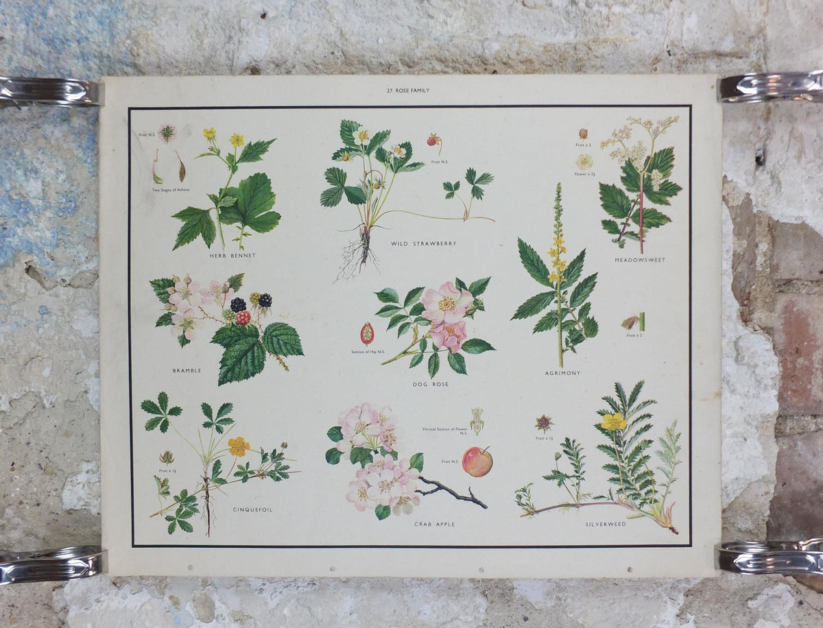 Macmillan Rose Family Poster, Dog Rose, Agrimony, Bramble, Crab Apple, Educational print wall art Nature biology botany botanical 1950s