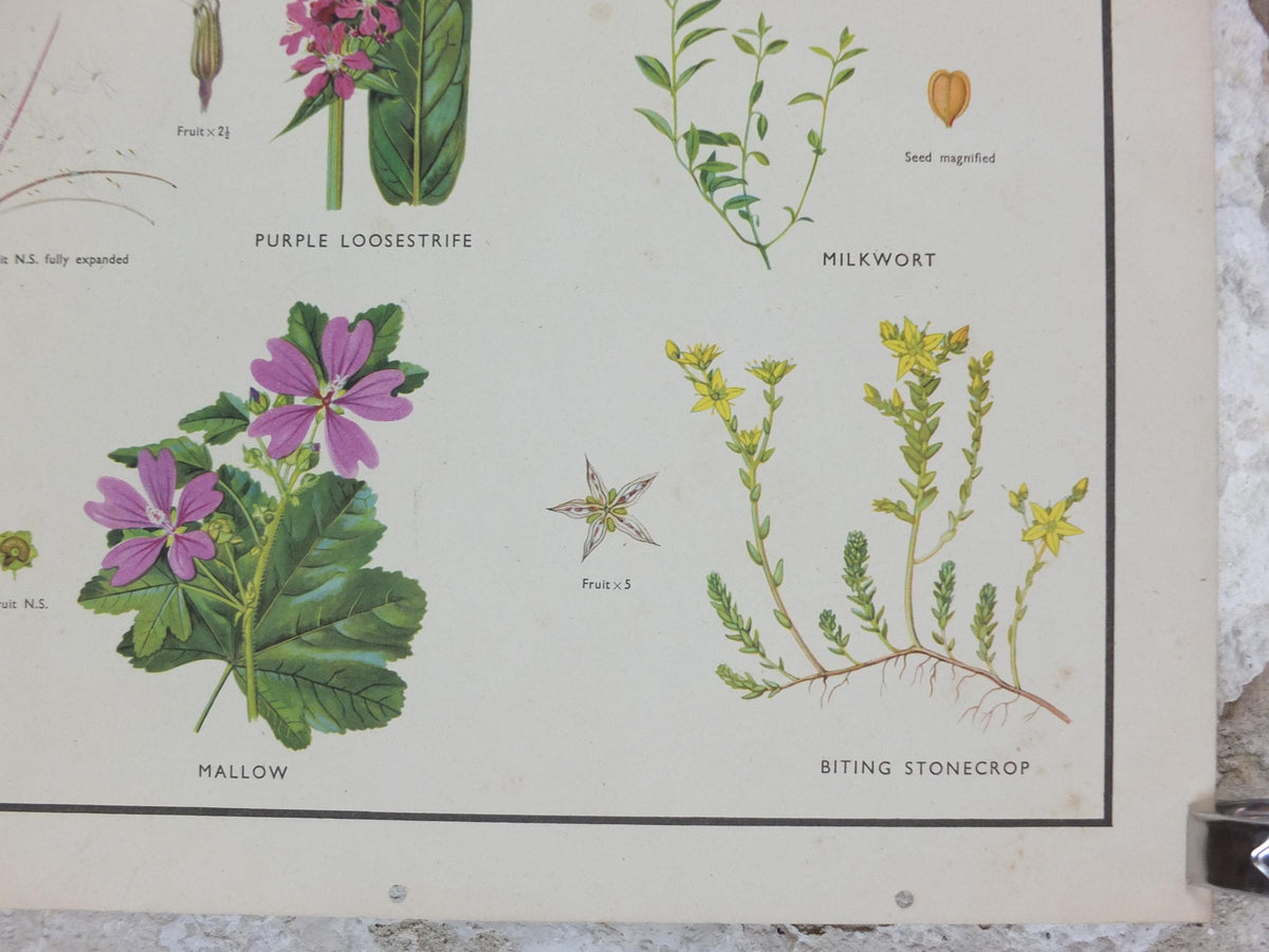 Macmillan Figwort Family Poster, Foxglove, Toadflax, Figwort, Eyebright, Educational print wall art Nature biology botany botanical 1950s