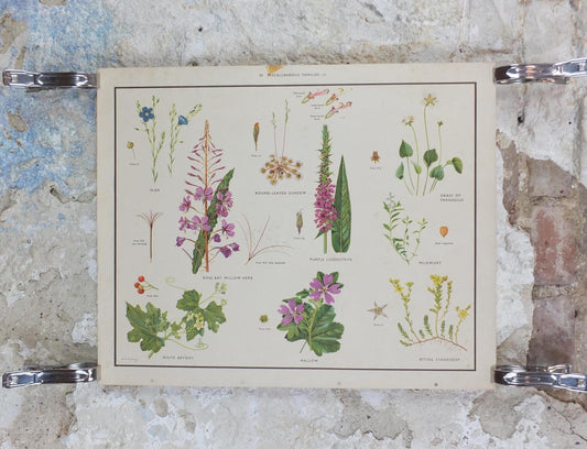 Macmillan Figwort Family Poster, Foxglove, Toadflax, Figwort, Eyebright, Educational print wall art Nature biology botany botanical 1950s