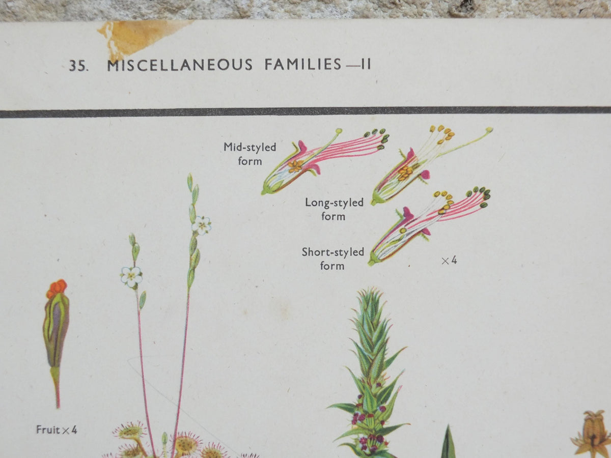 Macmillan Wildflowers Poster, Sundew, Mallow, Flax, Milkwort, White Bryony, Educational print wall art Nature biology botany botanical 1950s